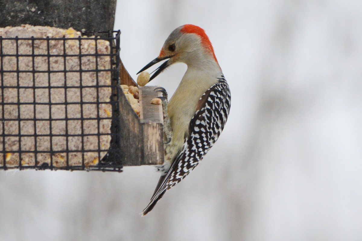 Red-bellied Woodpecker - ML142397491