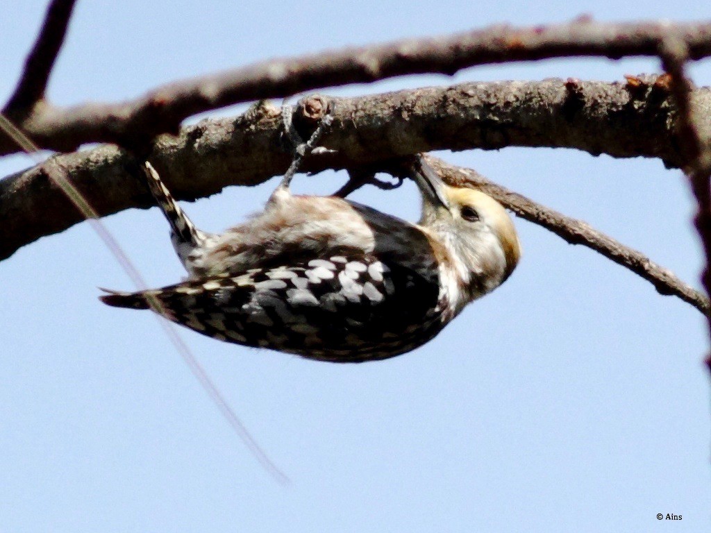 Yellow-crowned Woodpecker - ML142400231