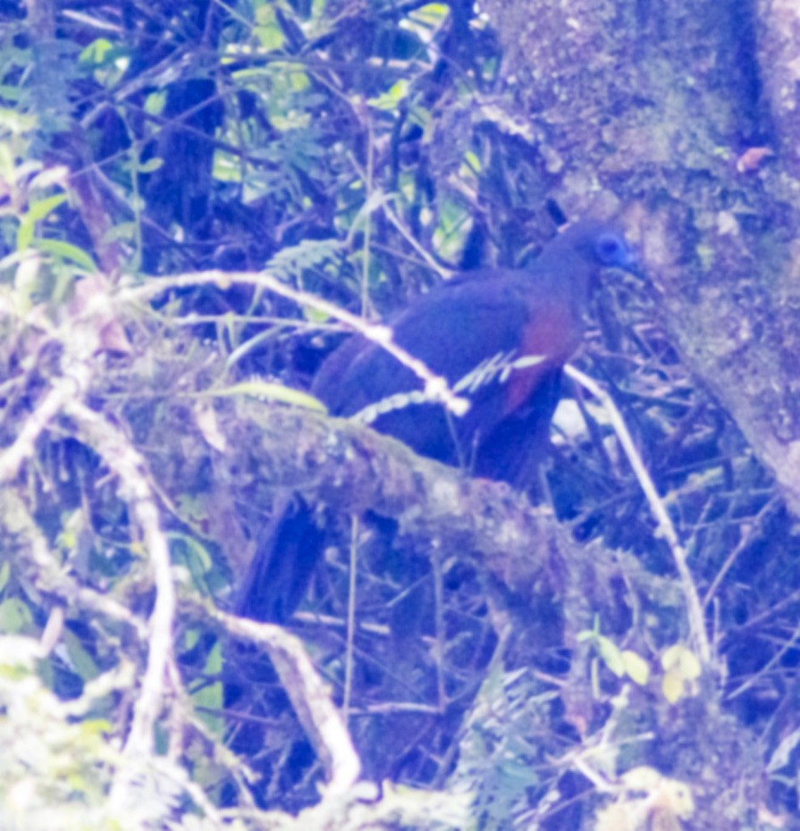 Sickle-winged Guan - ML142401491