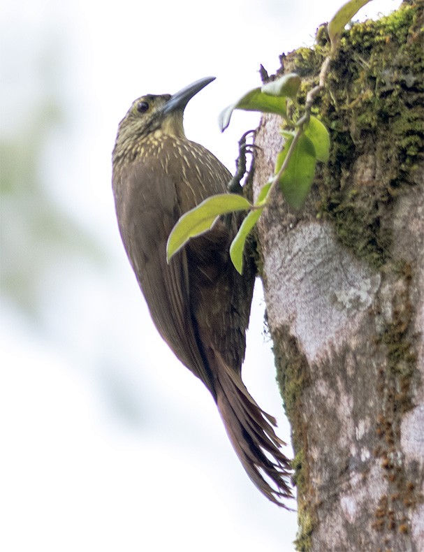 Strong-billed Woodcreeper - ML142401821