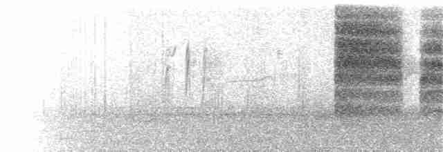 Kara Kuyruklu Bitkuşu - ML142402521