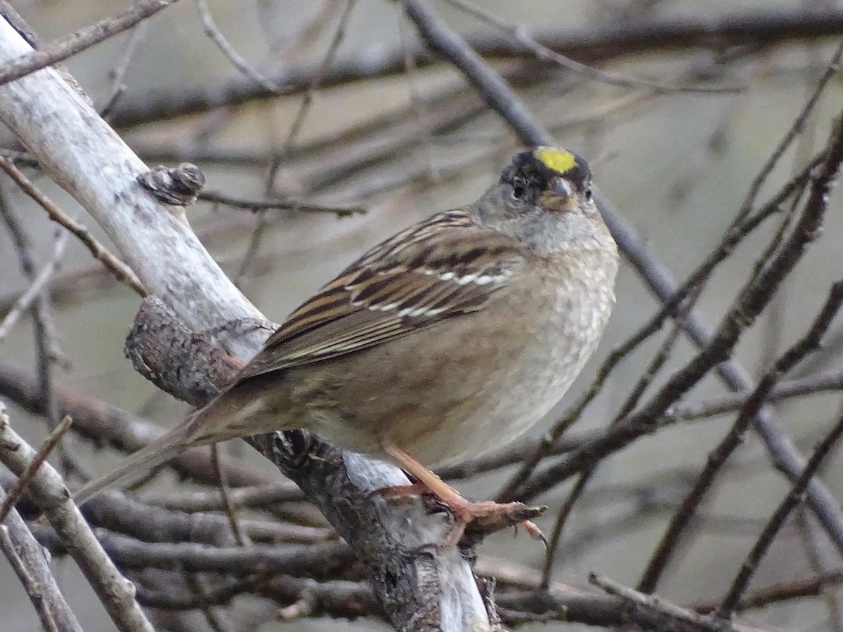 Golden-crowned Sparrow - Jeffrey Roth