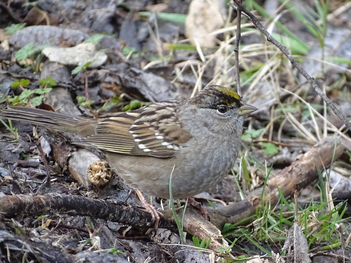 Golden-crowned Sparrow - ML142403971