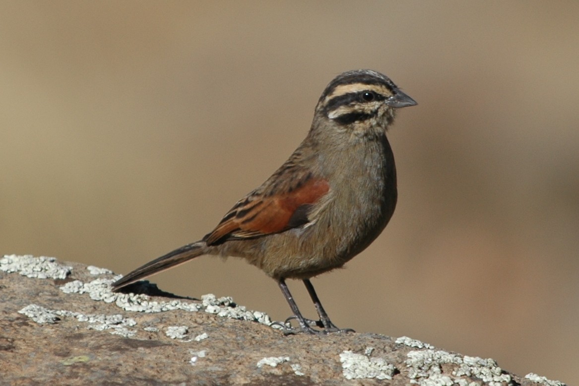 Cape Bunting - Cathy Pasterczyk