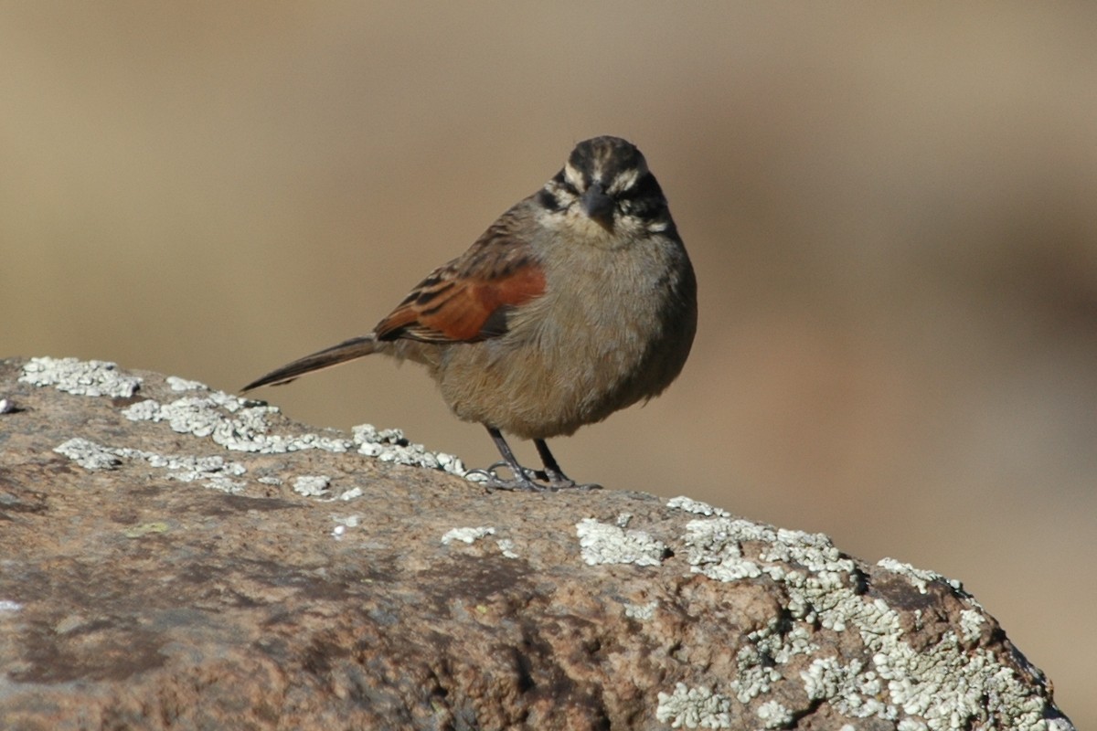 Cape Bunting - Cathy Pasterczyk