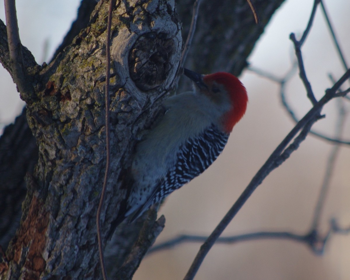 Red-bellied Woodpecker - ML142405981