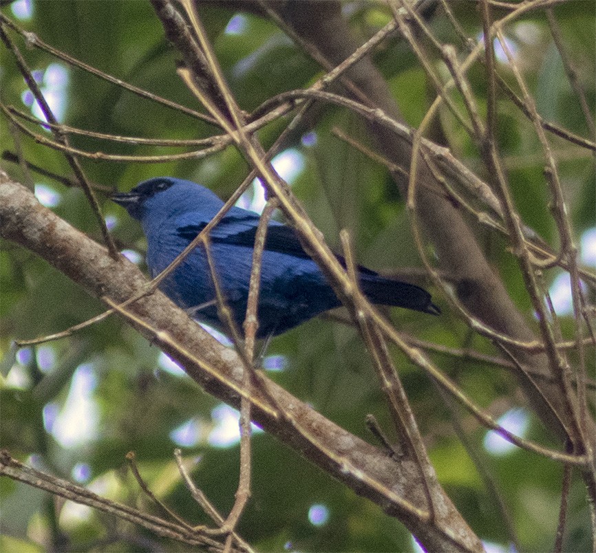 Blue-and-black Tanager - ML142407031