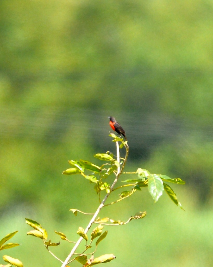 Red-breasted Meadowlark - Gerald Friesen