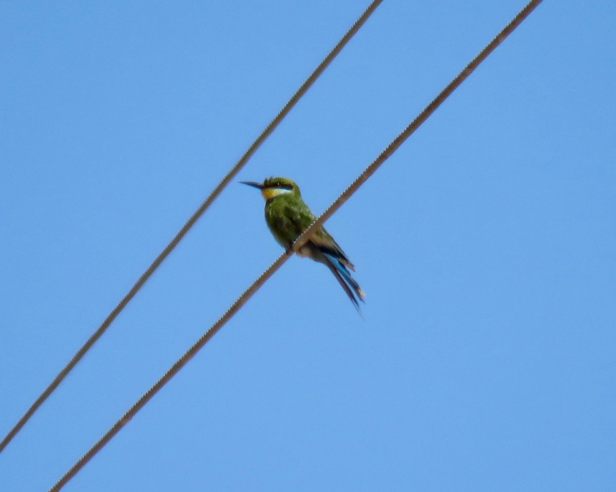 Swallow-tailed Bee-eater - Mich Coker