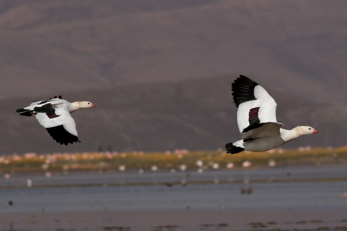 Andean Goose - Manfred Bienert