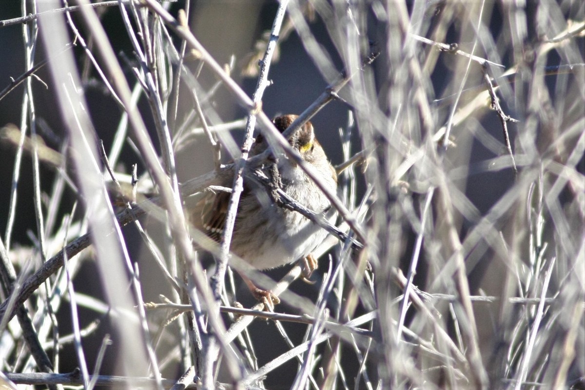 White-throated Sparrow - ML142410311