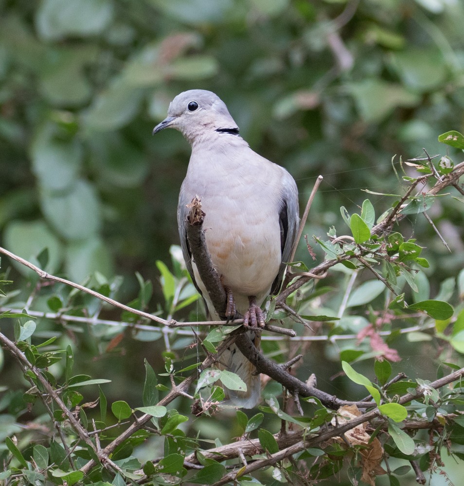 Ring-necked Dove - Allan Welby