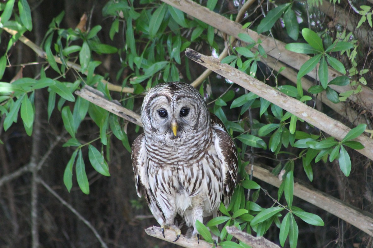 Barred Owl - ML142412621