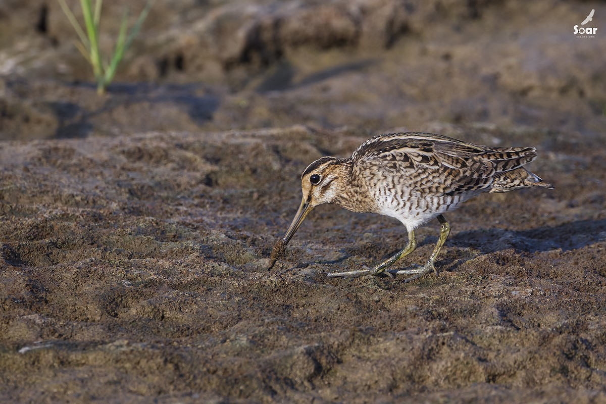Pin-tailed Snipe - Soar Excursions