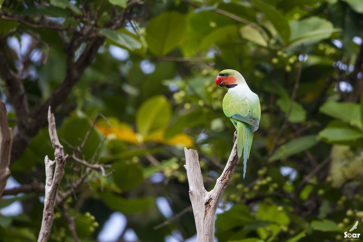 Long-tailed Parakeet - Soar Excursions