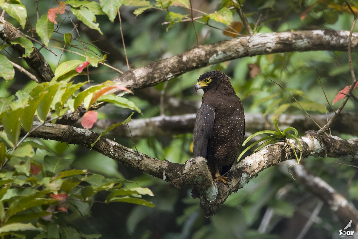 Andaman Serpent-Eagle - Soar Excursions