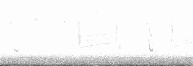 White-tailed Kite - ML142415451