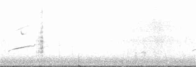 White-tailed Kite - ML142415471