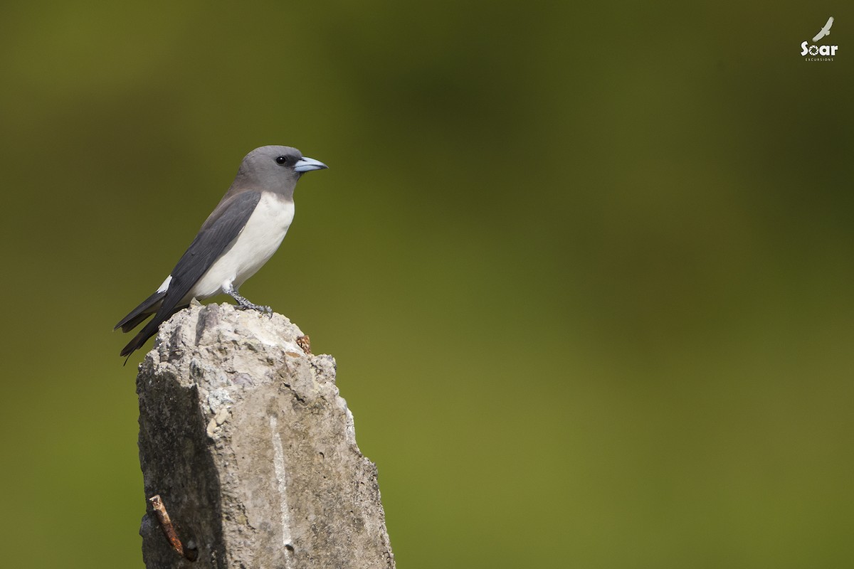White-breasted Woodswallow - ML142415661