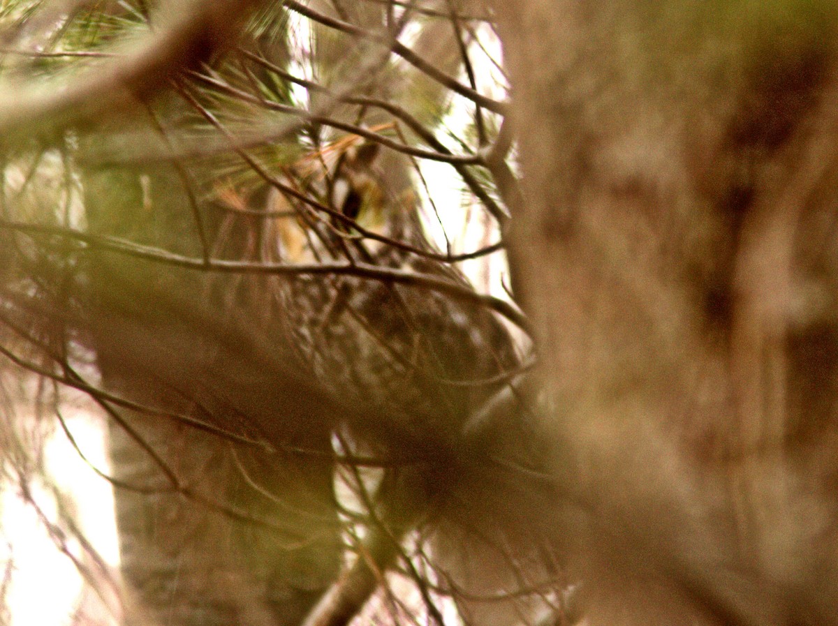 Long-eared Owl - ML142416741