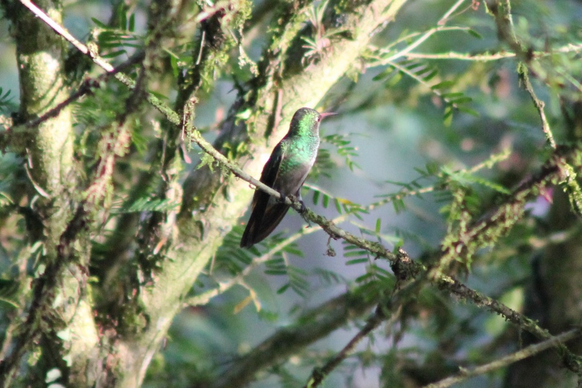 Rufous-tailed Hummingbird - David  Clark