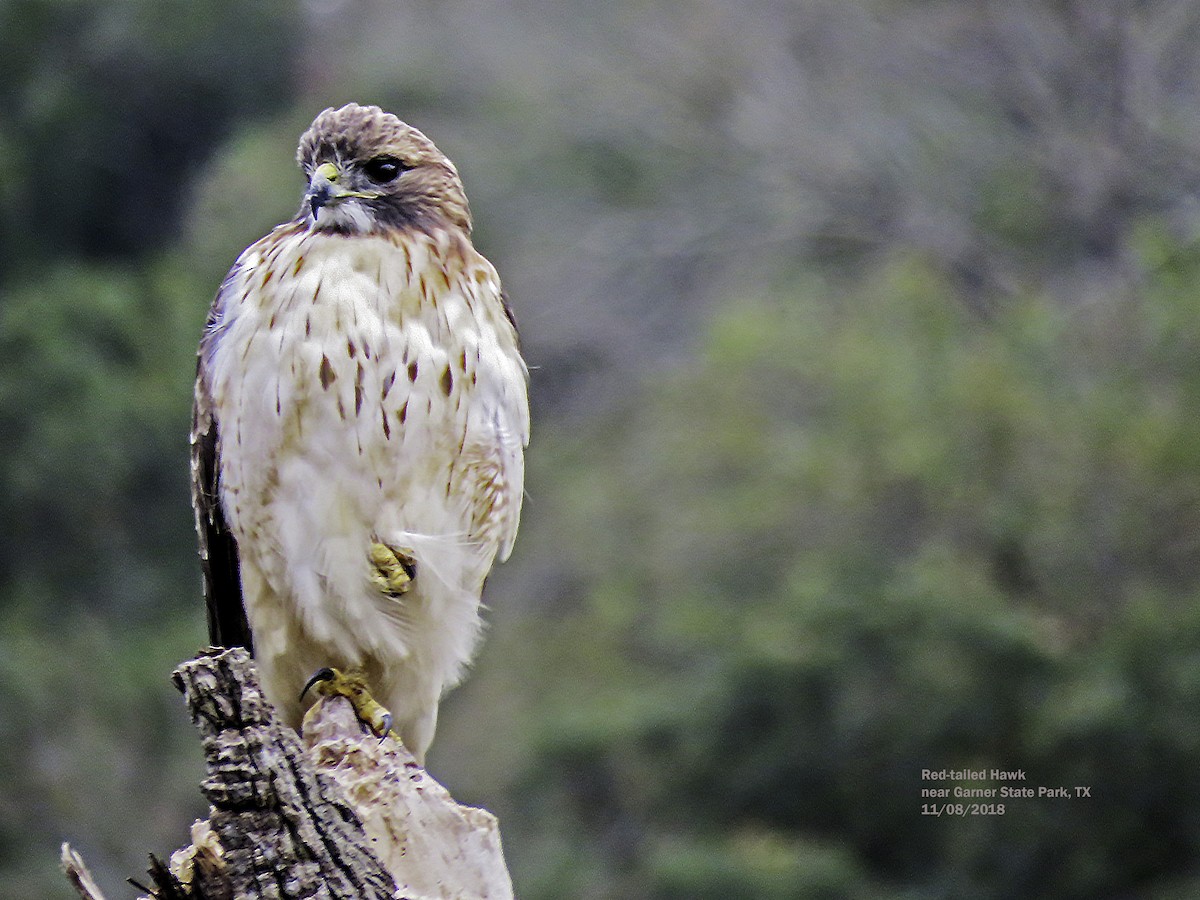 Red-tailed Hawk - ML142417251