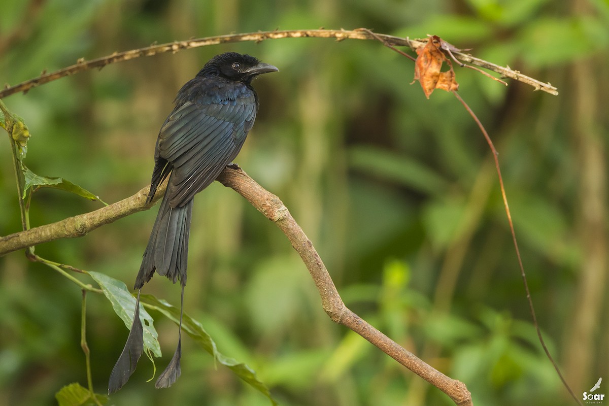 Greater Racket-tailed Drongo - ML142417391