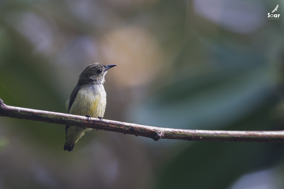 Andaman Flowerpecker - Soar Excursions