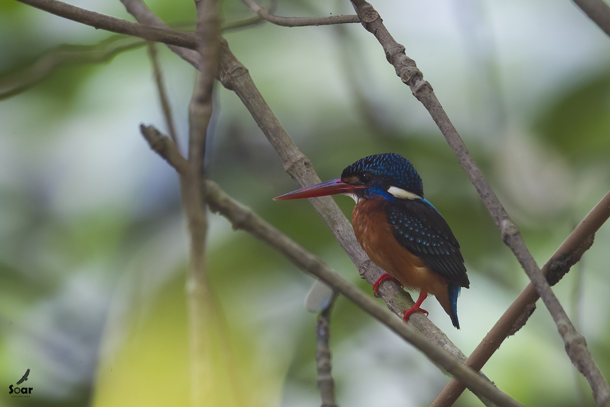 Blue-eared Kingfisher - ML142418631