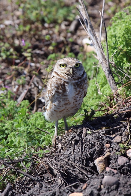 Burrowing Owl (Western) - Tom Johnson
