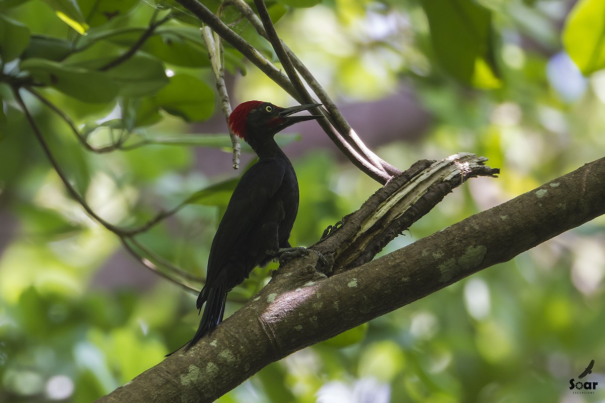 Andaman Woodpecker - Soar Excursions