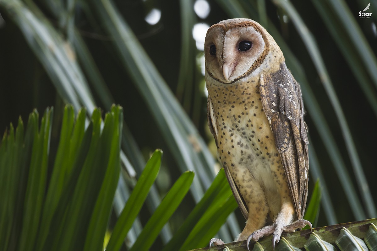 Andaman Masked-Owl - Soar Excursions