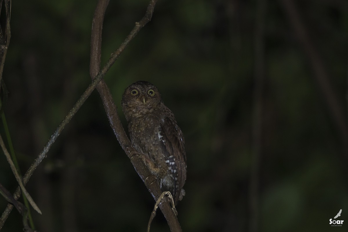 Andaman Scops-Owl - ML142420271