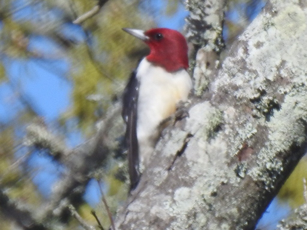 Red-headed Woodpecker - ML142420841