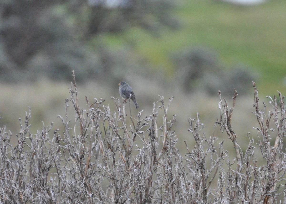 Plain-colored Seedeater - ML142423151