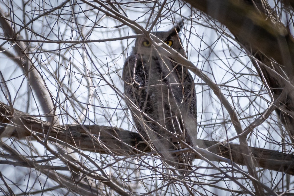 Great Horned Owl - ML142424701