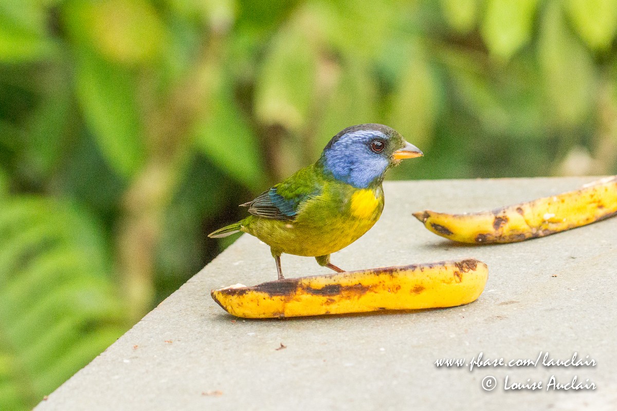 Moss-backed Tanager - Louise Auclair