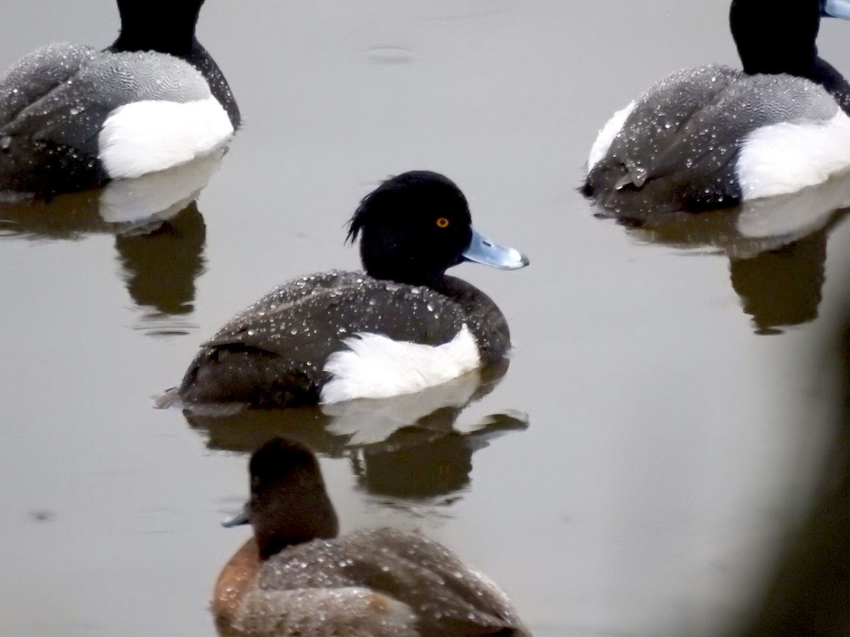 Tufted Duck - ML142427361