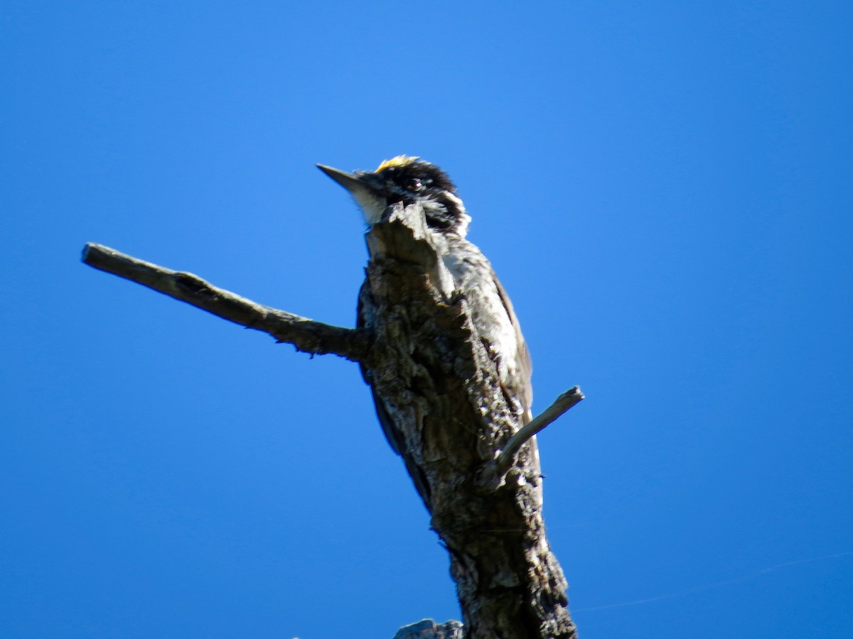 American Three-toed Woodpecker - Joe Coppock