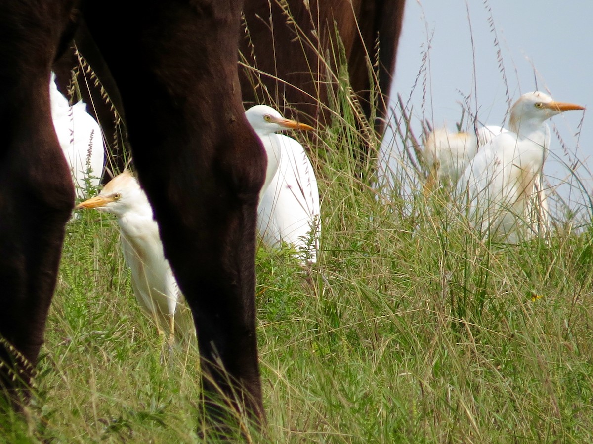 Western Cattle Egret - Joe Coppock