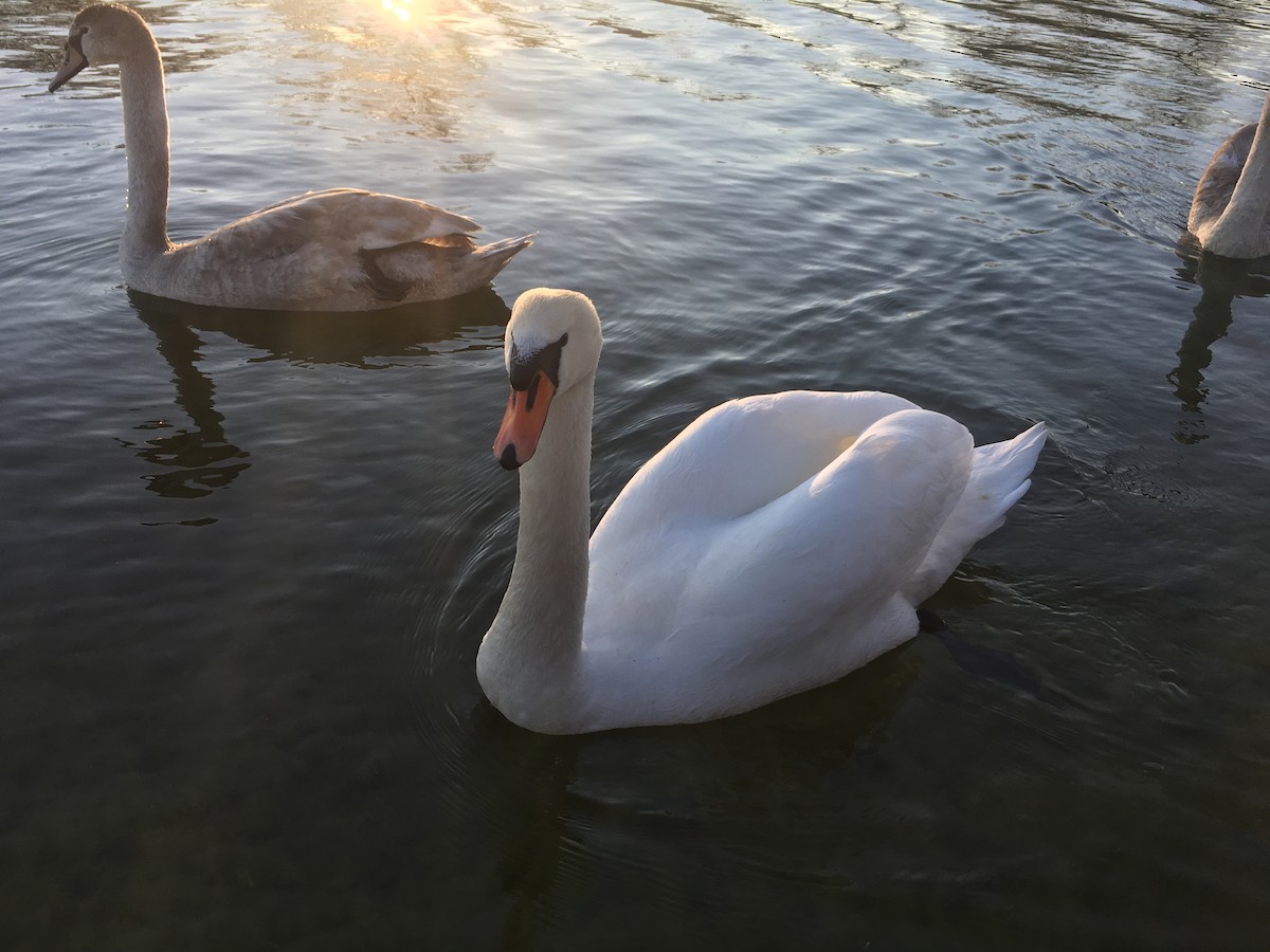 Mute Swan - Edward Bell
