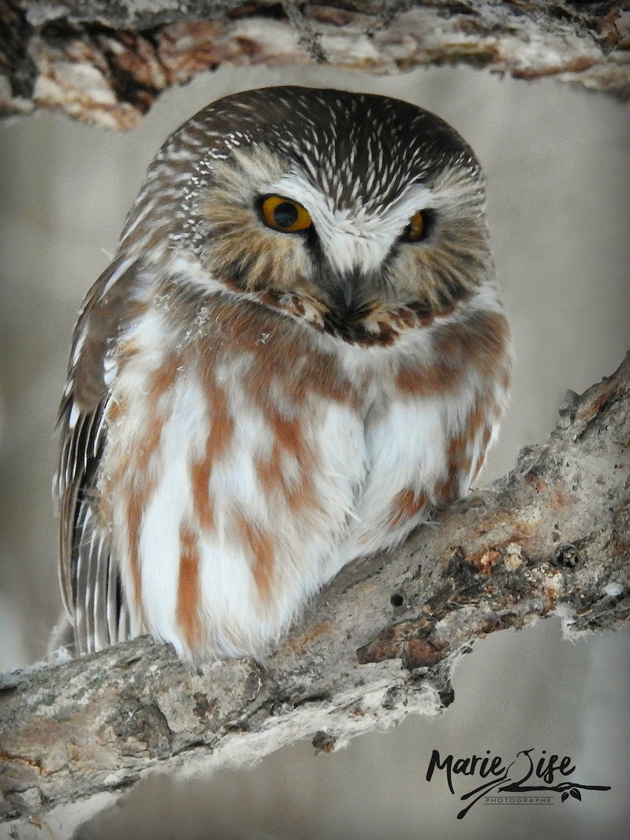 Northern Saw-whet Owl - Marie-Lise Beaudin