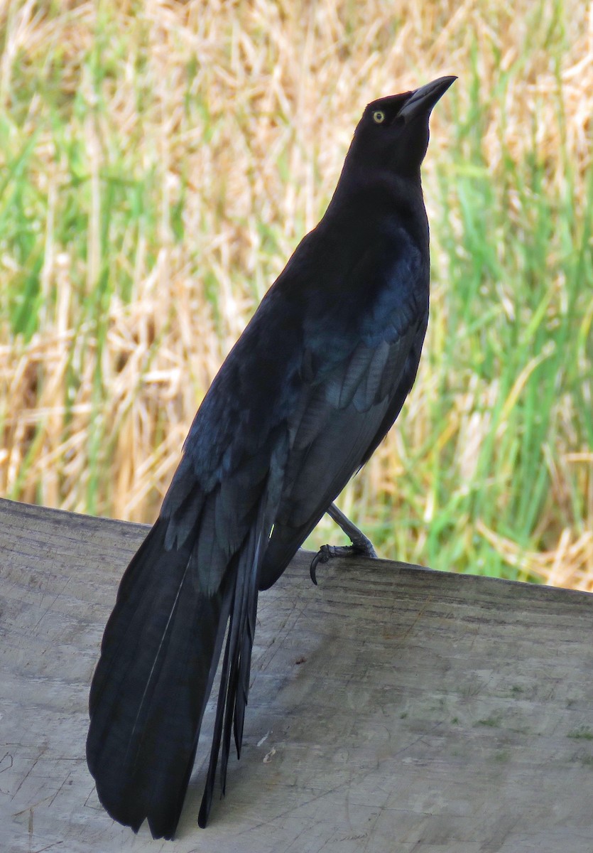 Great-tailed Grackle - ML142436651