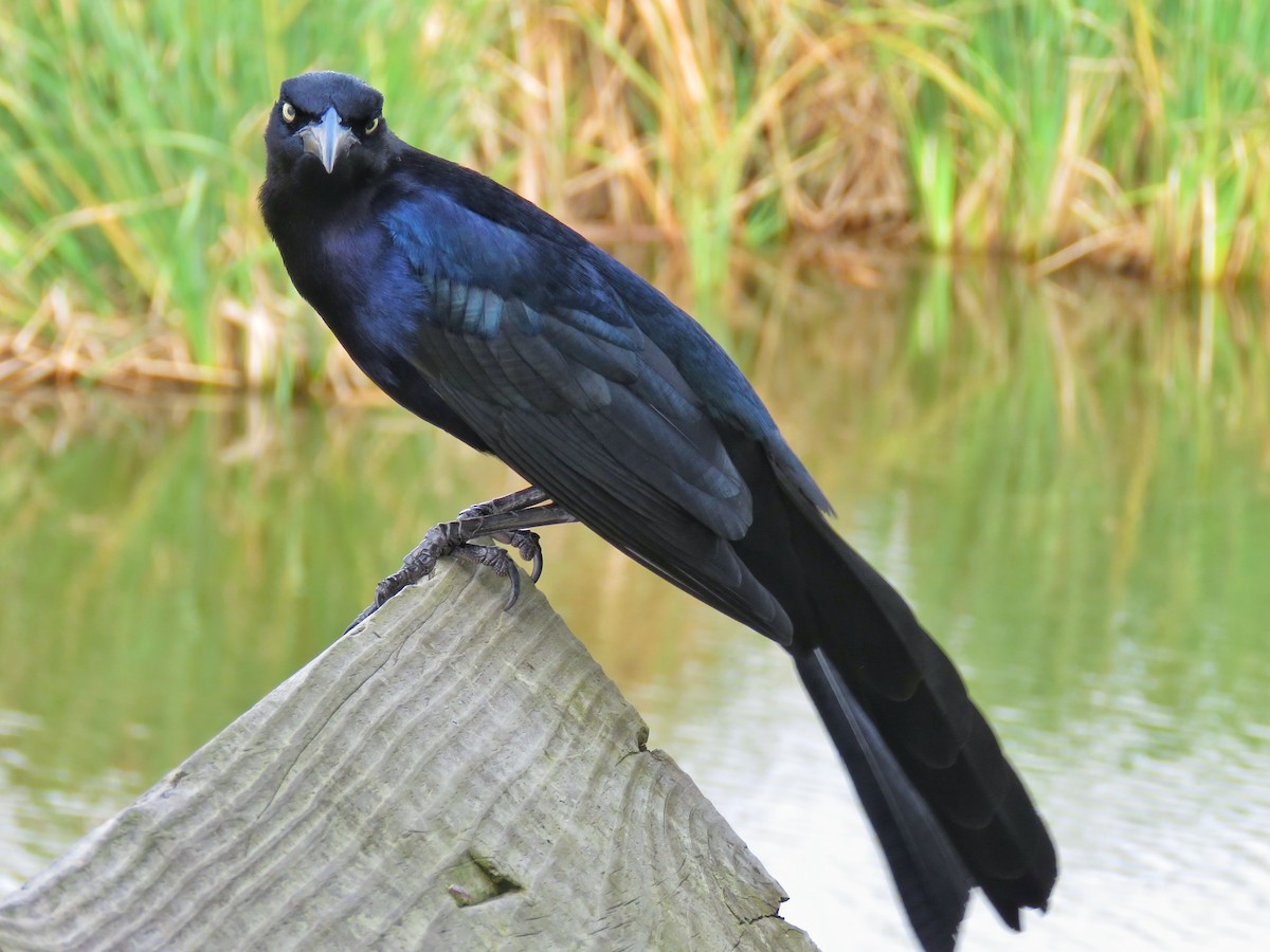 Great-tailed Grackle - ML142436681