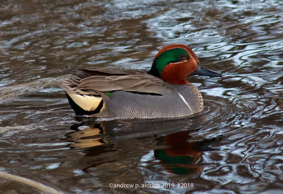 Green-winged Teal - ML142437721
