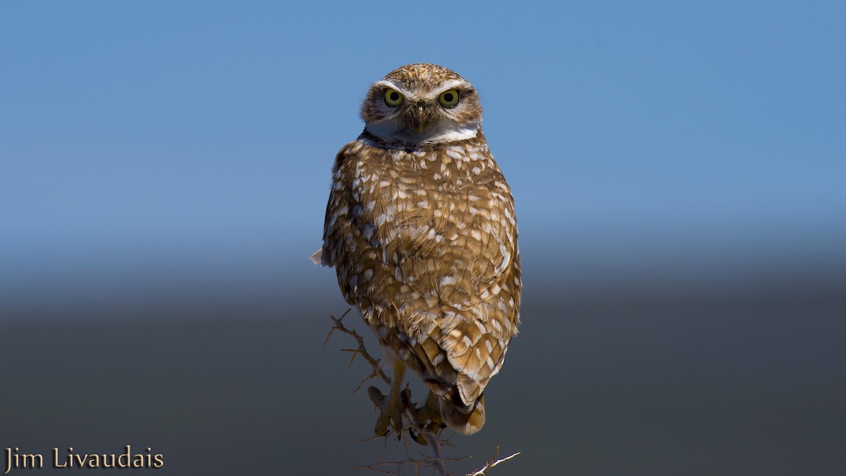 Burrowing Owl - James Livaudais