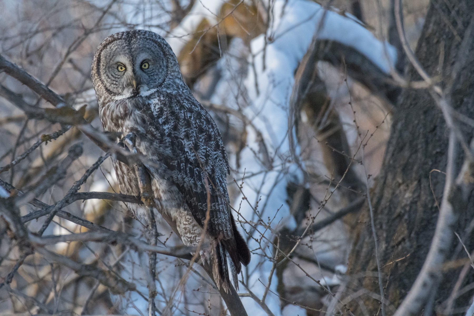 great gray owls habitat map