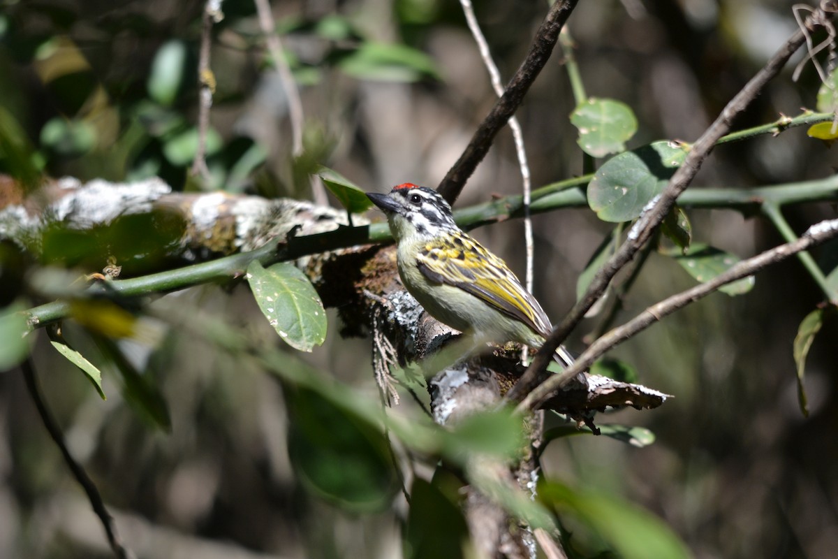 Red-fronted Tinkerbird - ML142440021