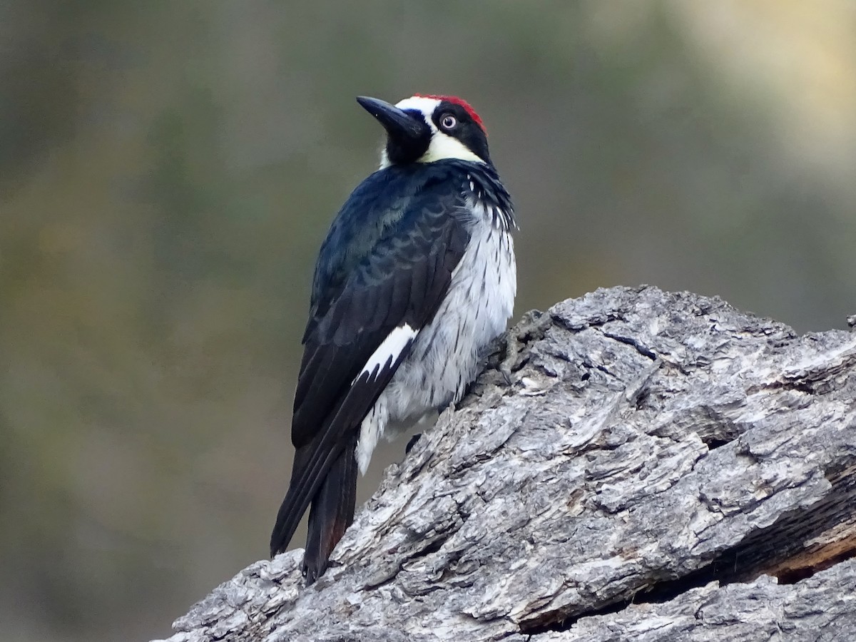 Acorn Woodpecker - ML142440401