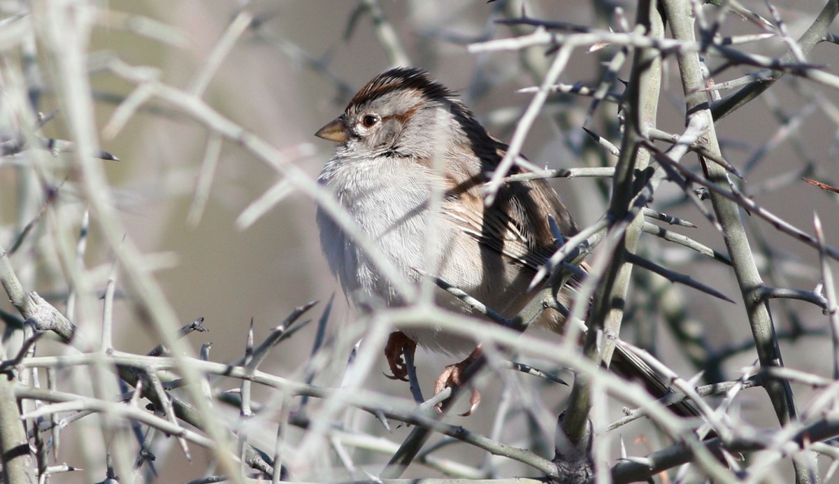 Rufous-winged Sparrow - ML142440451